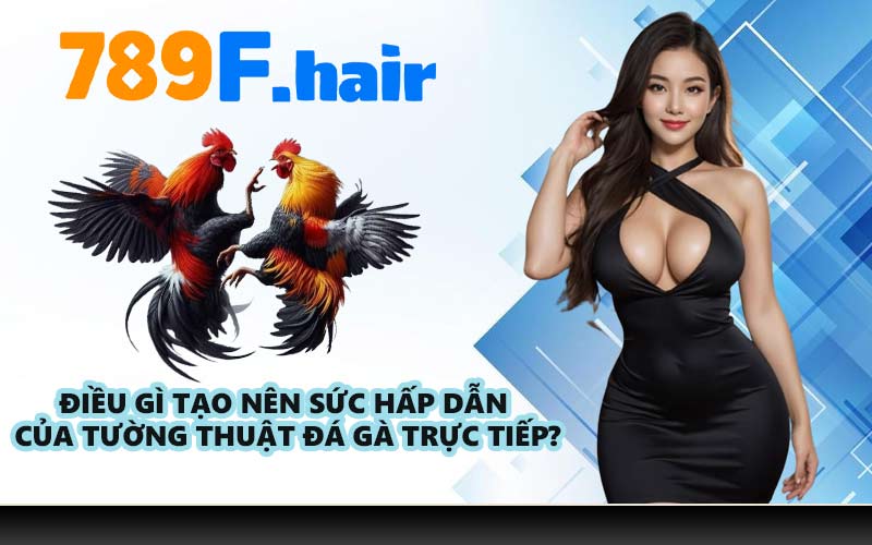 Điều gì tạo nên sức hấp dẫn của tường thuật đá gà trực tiếp?